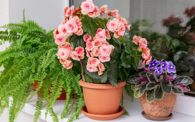 Top 17 Indoor Flowering Plants That Bloom Year-Round for Your Home