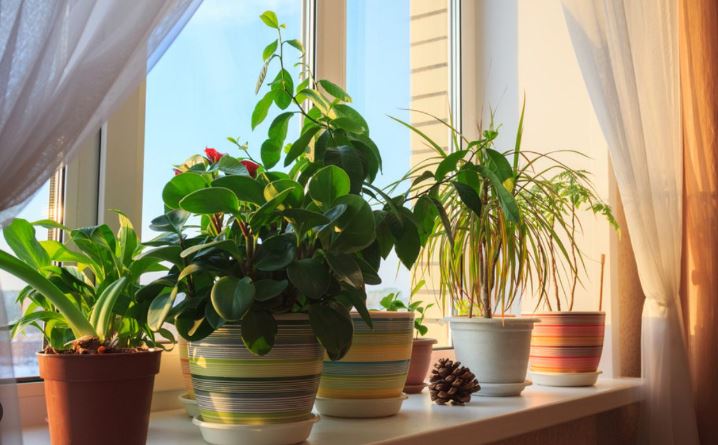 7 Indoor Plants As Per Vastu That You Must Avoid In Your Home