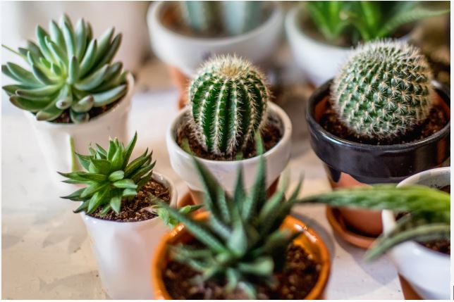 Cactus Is Not Among The Ideal Indoor Plants According To Vastu