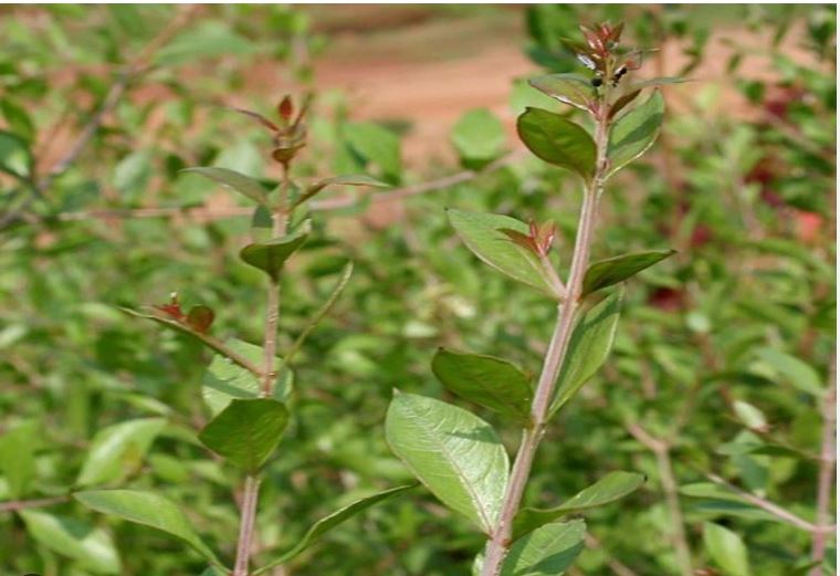 Mehendi Plant Is Not A Good Indoor Plant As Per Vastu