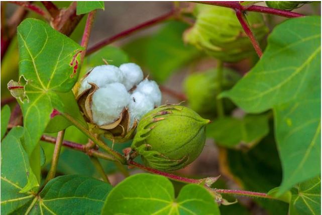 No Place For Cotton On The List Of Indoor Plants According To Vastu