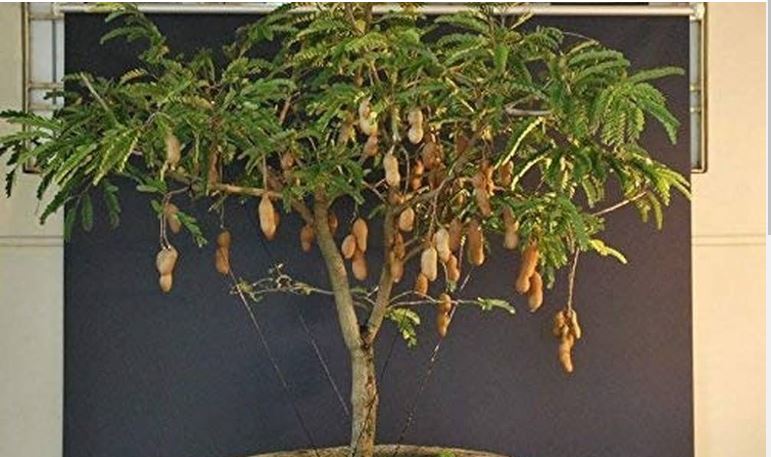 Tamarind Is Not A Recommended Vastu Indoor Plant For The Home